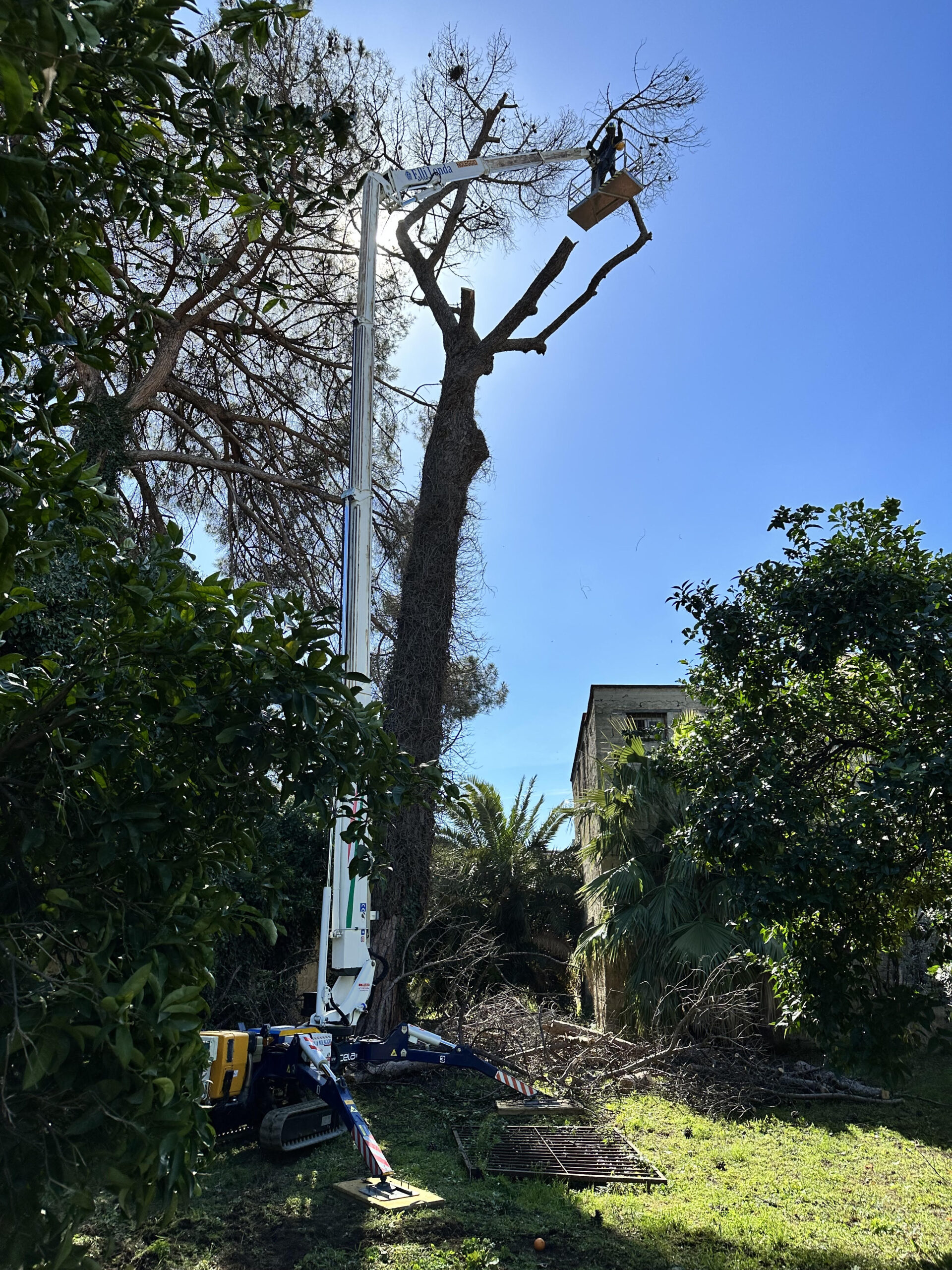 Abbattimento Albero a Frattamaggiore (NA) 
